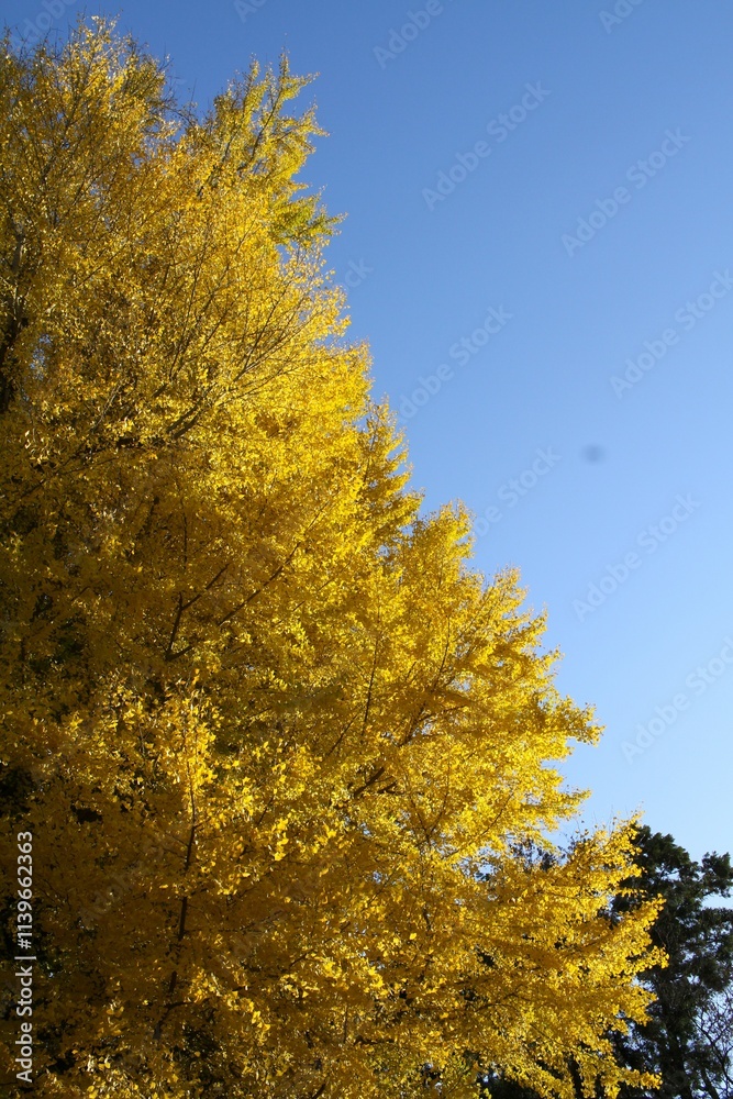 Ginkgo Tree in Autumn with Yellow Leaves Against Clear Blue Sky Ginkgo Tree in Autumn with Yellow Leaves Against Clear Blue Sky