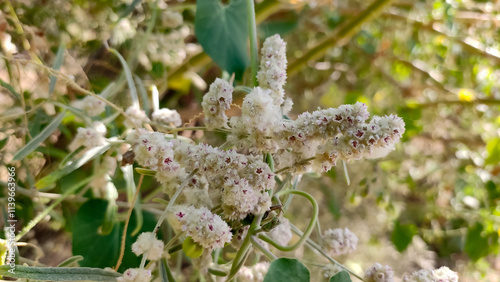 Blossoming flowers of Aerva Javanica, Kapok bush flowers close up view photo