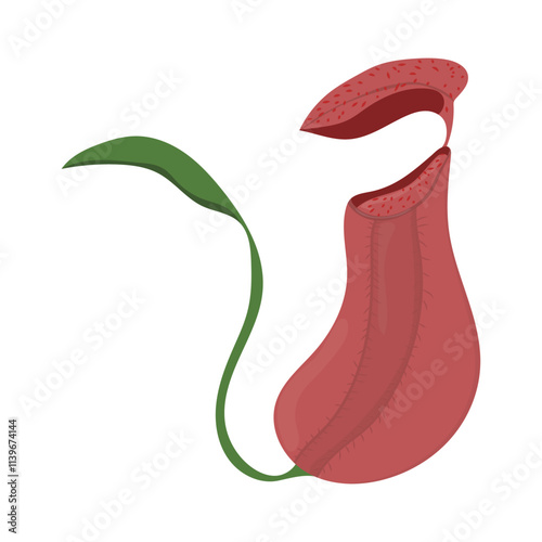 Indonesian Flora And Fauna Vector Illustration - Pitcher Plant Flower