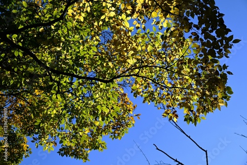 Chinese hackberry tree ( Celtis sinensis ) yellow leaves. Cannabaceae deciduous tree. Used as a park or roadside tree, the fruit is edible. photo