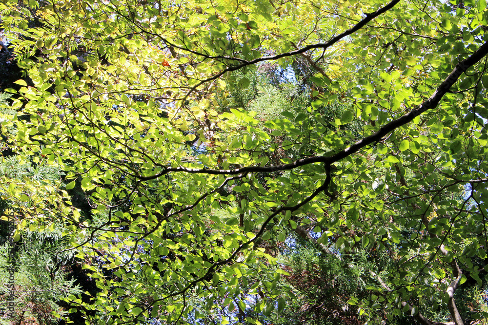 Trees with bright leaves in autumn forest. Mainly green, partially orange leaves in fall. Natural forest background. Colorful foliage against the blue sky. Trees with bright leaves in autumn forest. Mainly green, partially orange leaves in fall. Natural forest background. Colorful foliage against the blue sky.