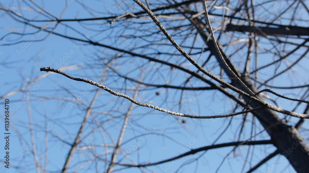 Closeup view of branches of Landes forest against sky in Bassin d'arcachon, France. Closeup view of branches of Landes forest against sky in Bassin d'arcachon, France.