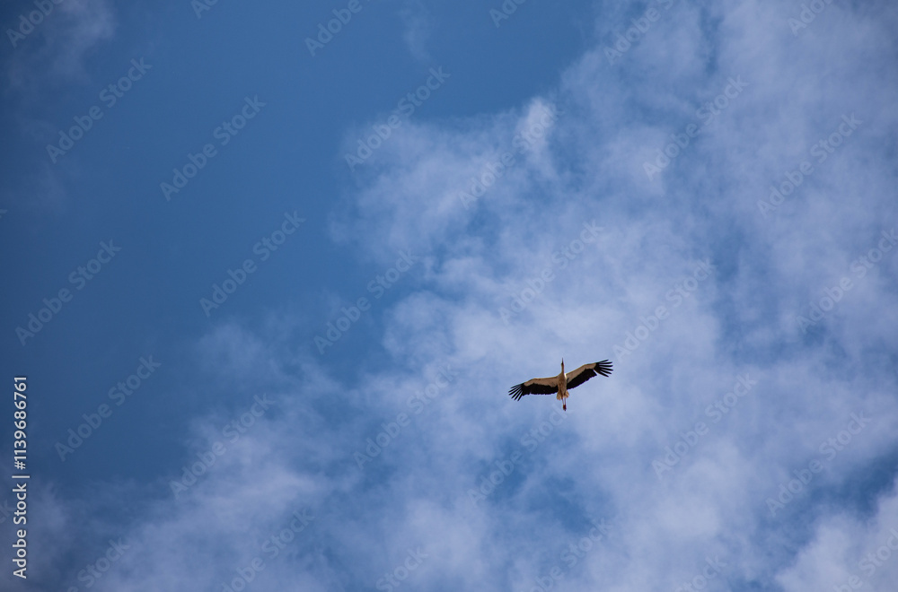stork in the sky stork in the sky