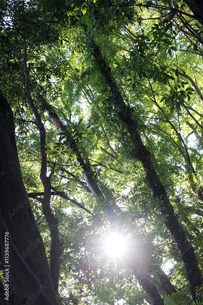 Fototapeta premium Trees with bright leaves in autumn forest. Natural forest with sunlight background. Trees with bright foliage in a sunny day.