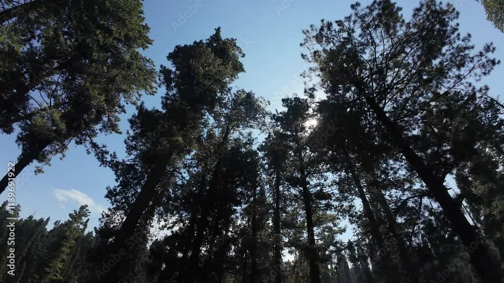 Skyward Through the Trees: A View of the Canopy Skyward Through the Trees: A View of the Canopy