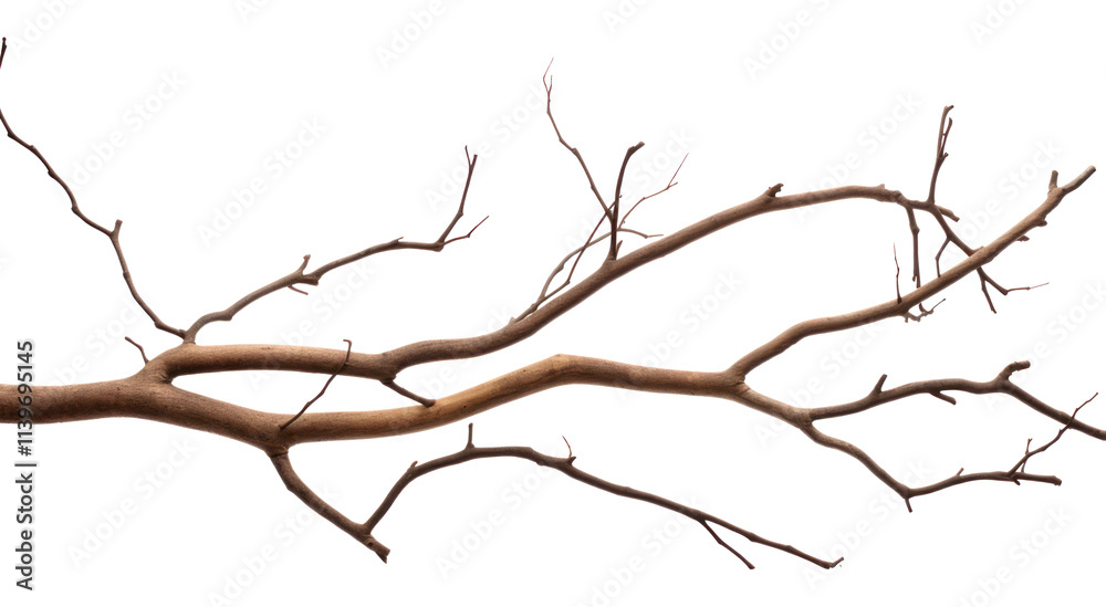 Fototapeta premium PNG Plant tree driftwood branch.