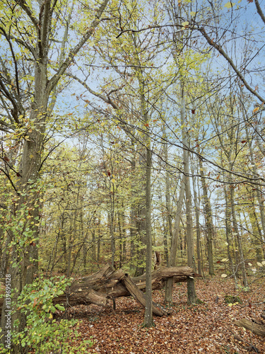 Naturpark Schönbuch in Böblingen. Naturlehrpfad bis Schlossberg-plateau umgeben von einer herrlichen Waldlandschaft mit herbstlichen Farben
 photo