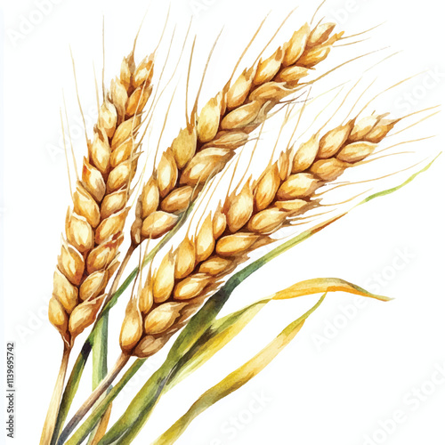Wheat watercolor clipart illustration