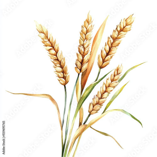 Wheat watercolor clipart illustration