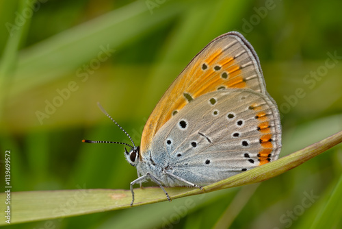 Large Copper butterfly - Lycaena dispar, beautiful orange butterfly from European meadows and grasslands, Czech Republic.