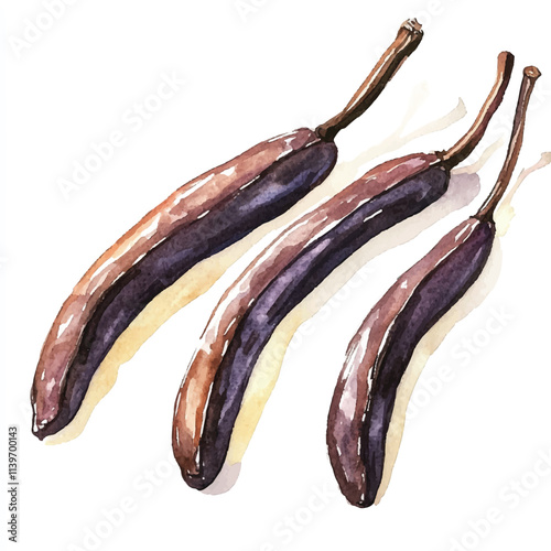 Vanilla bean fruit watercolor clipart illustration