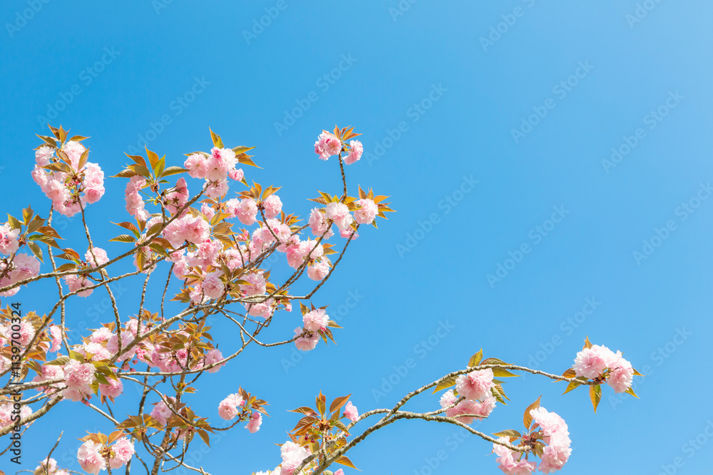 青空に八重桜