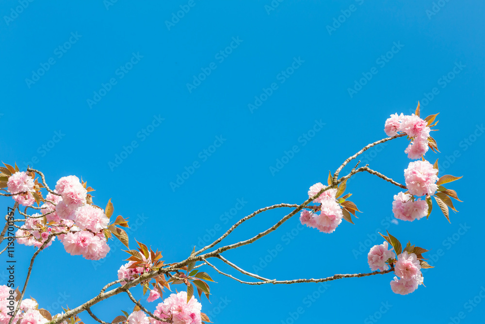 青空に八重桜