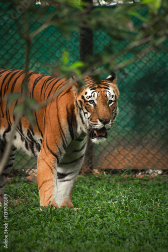 tiger in the jungle