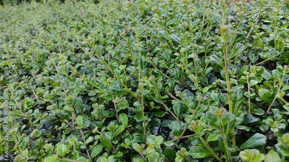 field of green beans field of green beans