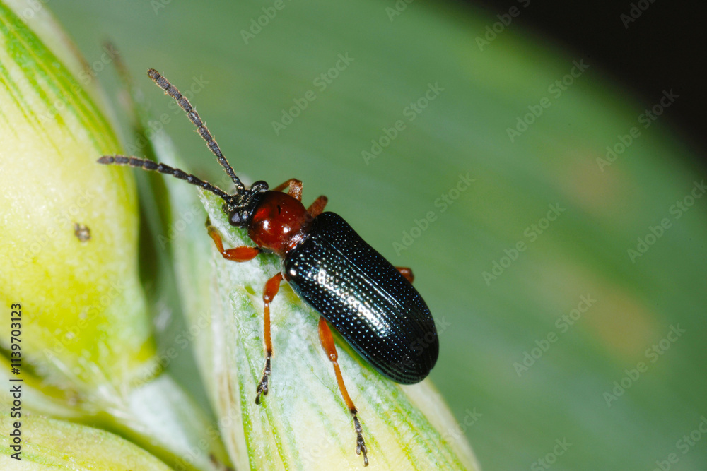Rothalsiges Getreidehähnchen, Oulema melanopus Rothalsiges Getreidehähnchen, Oulema melanopus