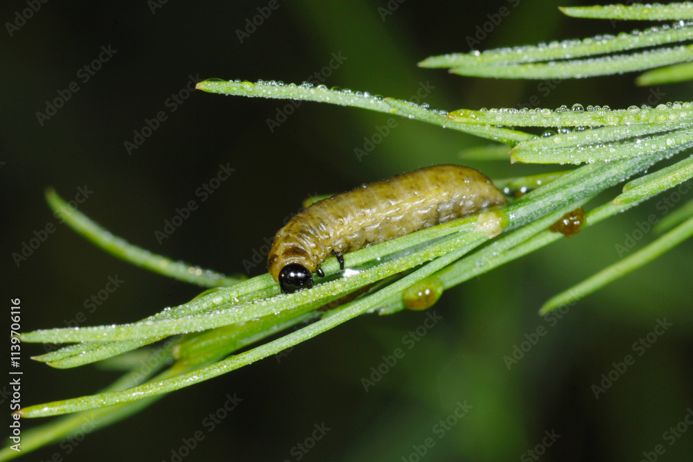 Spargelhähnchen, Crioceris asparagi L. Spargelhähnchen, Crioceris asparagi L.