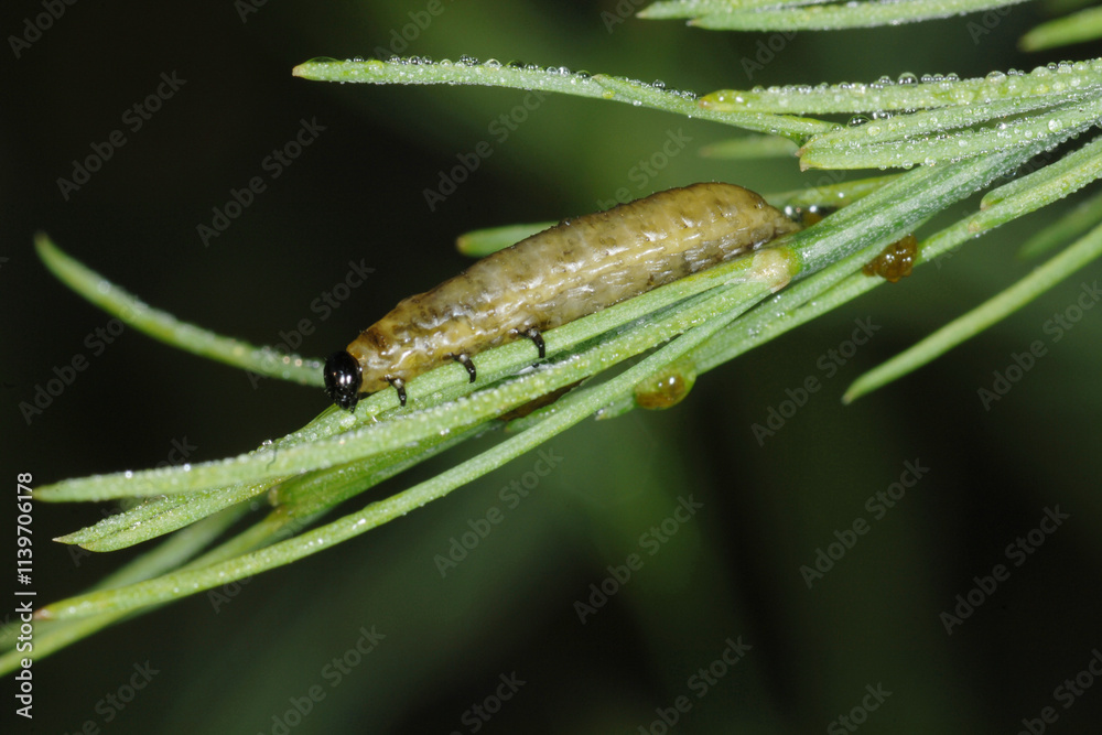 Spargelhähnchen, Crioceris asparagi L. Spargelhähnchen, Crioceris asparagi L.