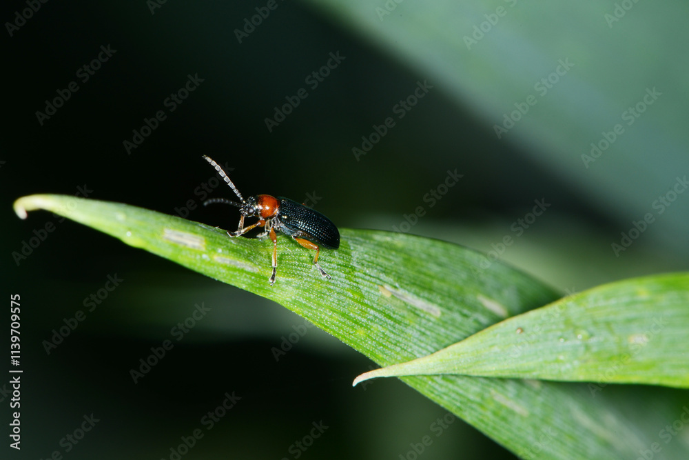 Rothalsiges Getreidehähnchen, Oulema melanopus Rothalsiges Getreidehähnchen, Oulema melanopus