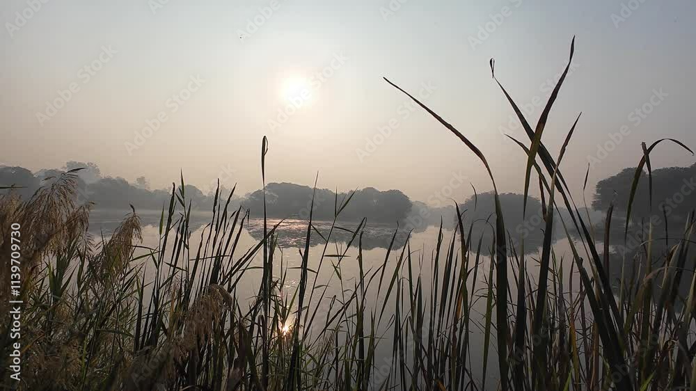 A Serene Scene with Trees Reflected in the Water