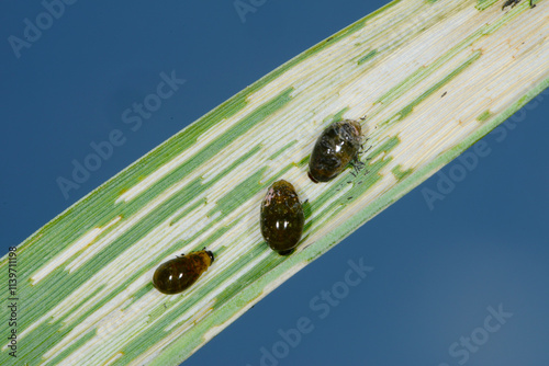 Rothalsiges Getreidehähnchen,  Oulema melanopus photo