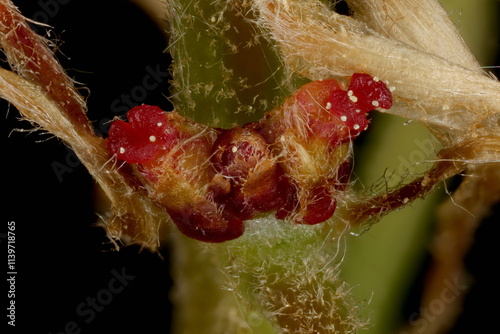 Northern Red Oak (Quercus rubra). Female Flowers Closeup photo