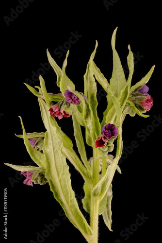 Hound's-Tongue (Cynoglossum officinale). Inflorescence Closeup photo