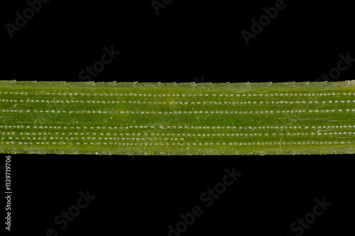 Black Pine (Pinus nigra). Acicular Leaf Detail Closeup