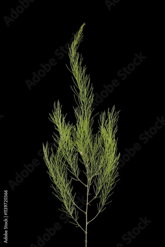 Garden Asparagus (Asparagus officinalis). Cladode Closeup