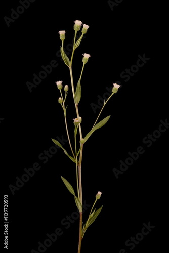 Bitter Fleabane (Erigeron acris). Habit