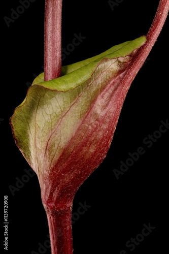 Summer Ragwort (Ligularia dentata). Cauline Leaf Closeup photo