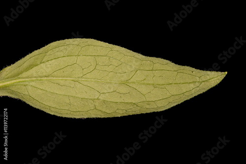 Orange Coneflower (Rudbeckia fulgida). Cauline Leaf Closeup photo