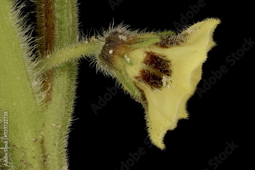 Husk Tomato (Physalis pubescens). Flower Closeup