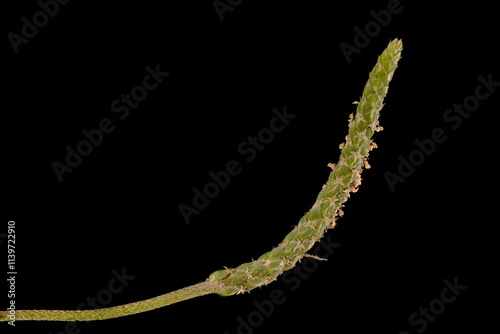 Sea Plantain (Plantago maritima). Inflorescence Closeup photo