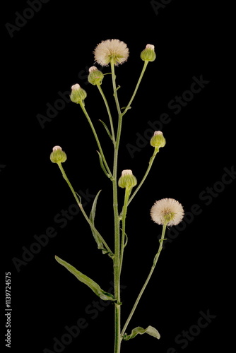 Flax-Leaf Fleabane (Erigeron bonariensis). Infructescence Closeup photo