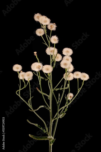 Flax-Leaf Fleabane (Erigeron bonariensis). Infructescence Closeup photo