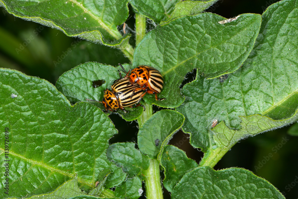 Kartoffelkäfer, Leptinotarsa decemlineata Kartoffelkäfer, Leptinotarsa decemlineata