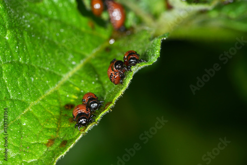 Kartoffelkäfer,  Leptinotarsa decemlineata, Larve photo