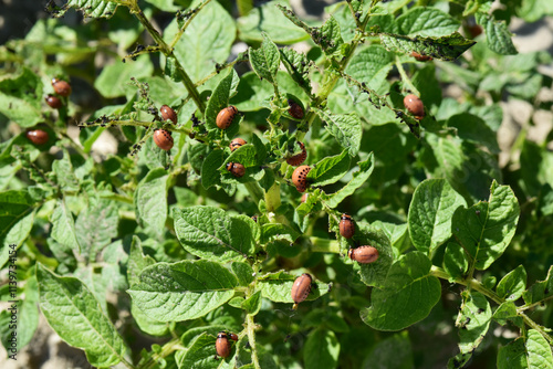 Kartoffelkäfer,  Leptinotarsa decemlineata, Larve photo