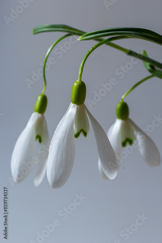 Beautiful snowdrops in wicker basket against light gray background, closeup. Floral background with spring flowers