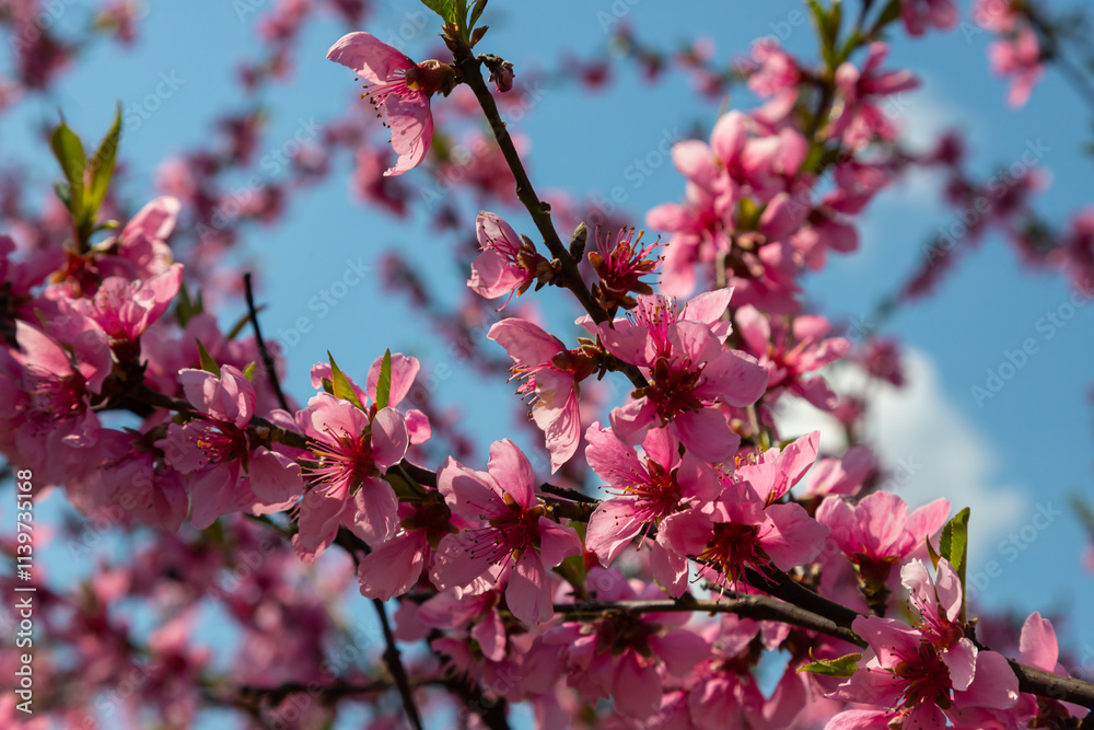 Peach tree, blurred background. Blooming tree in spring with pink flowers. The beauty of the spring garden, the concept of spring Peach tree, blurred background. Blooming tree in spring with pink flowers. The beauty of the spring garden, the concept of spring