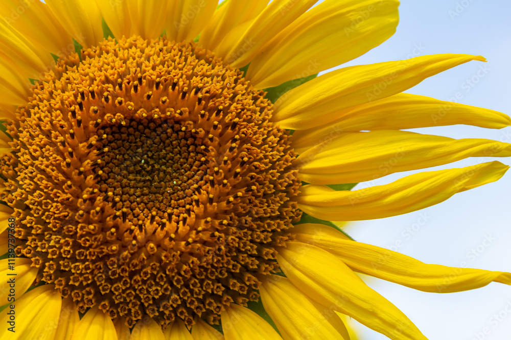 Naklejka premium Sunflower with blue sky background