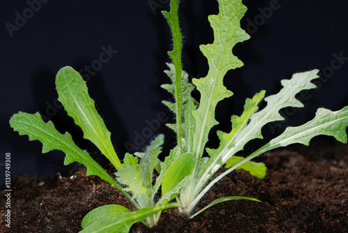 Benediktenkraut,  Centaurea benedicta L. photo