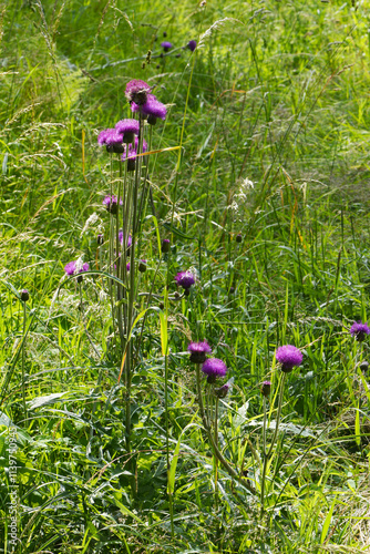 Alpen-Distel, Bergdistel,  Carduus defloratus photo