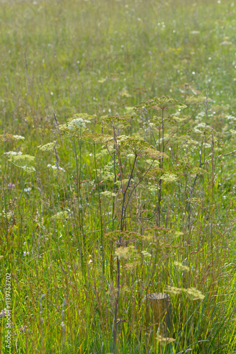 Berg-Haarstrang, Peucedanum oreoselinum (L.) photo