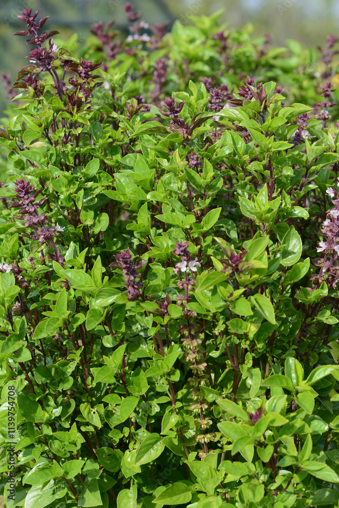 Basilikum, Ocimum basilicum, Sorte Tauris Basilikum, Ocimum basilicum, Sorte Tauris