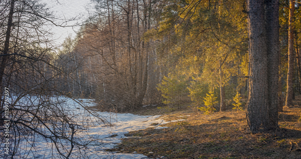 Fototapeta premium Forest with trees and snow