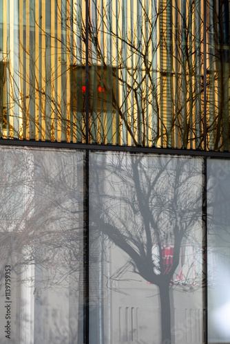 An artistic representation of reflections and shadows of a tree against glass, merging nature and urban architecture in a harmonious visual composition. photo