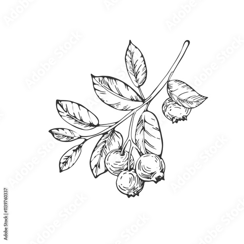 Blueberry vector black and white illustrations hand drawn with ink. Branch with leaves and berries bilberry on a white background. Isolated elements for label design