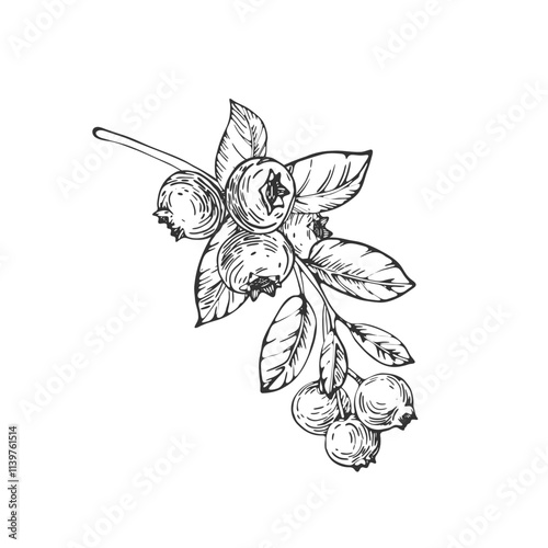 Blueberry vector black and white illustrations hand drawn with ink. Branch with leaves and berries bilberry on a white background. Isolated elements for label design